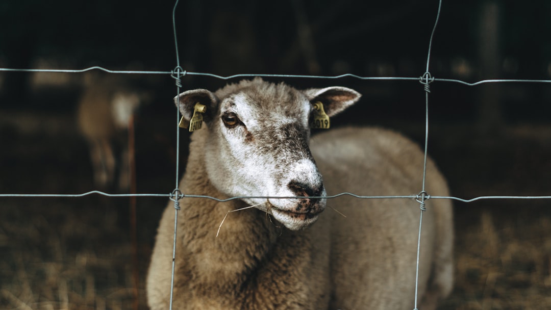 Etyka zwierząt – czy mamy wobec nich moralne obowiązki?